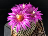 Thumbnail of 1626_Turbinicarpus pseudopectinatus_20170403_02(1).jpg
